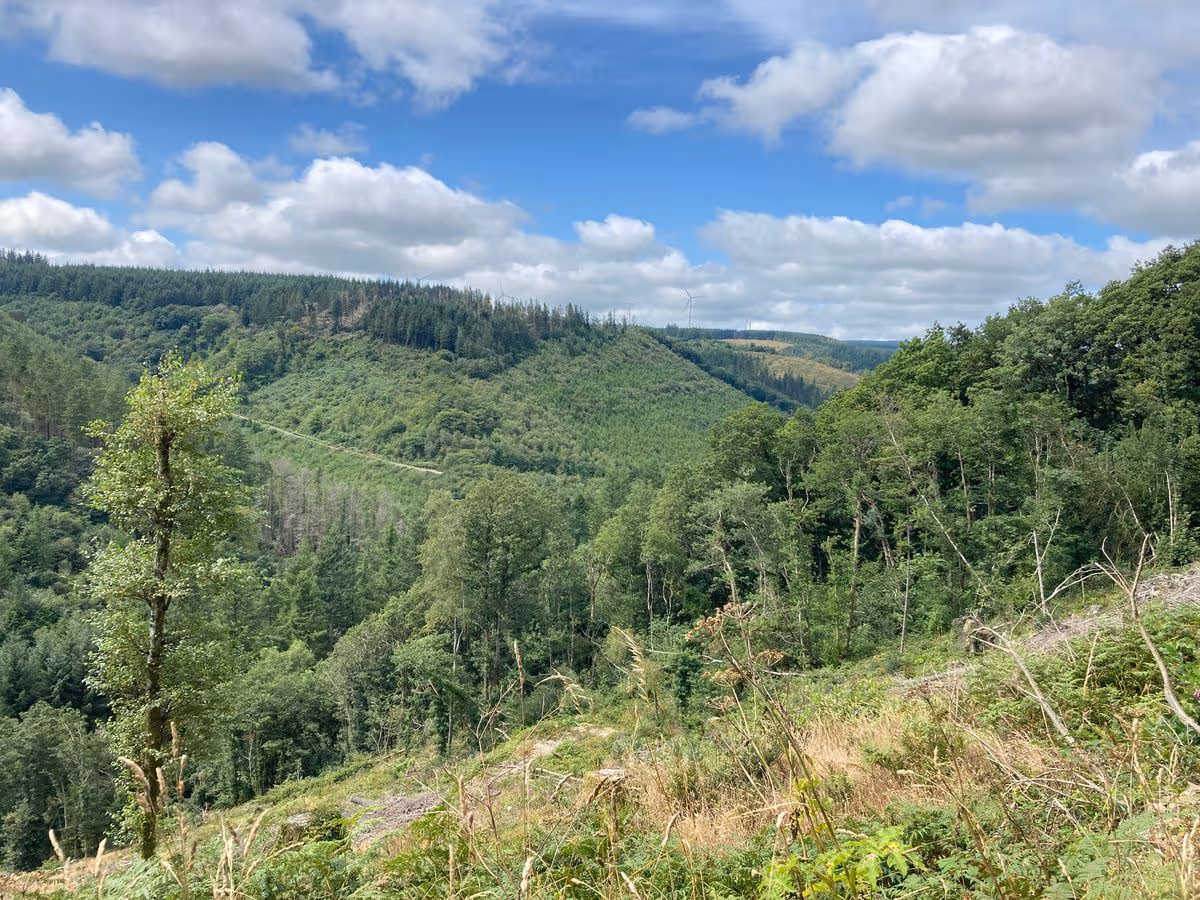 Brechfa Forest walking trails